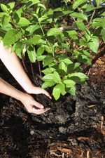 Composting At Home